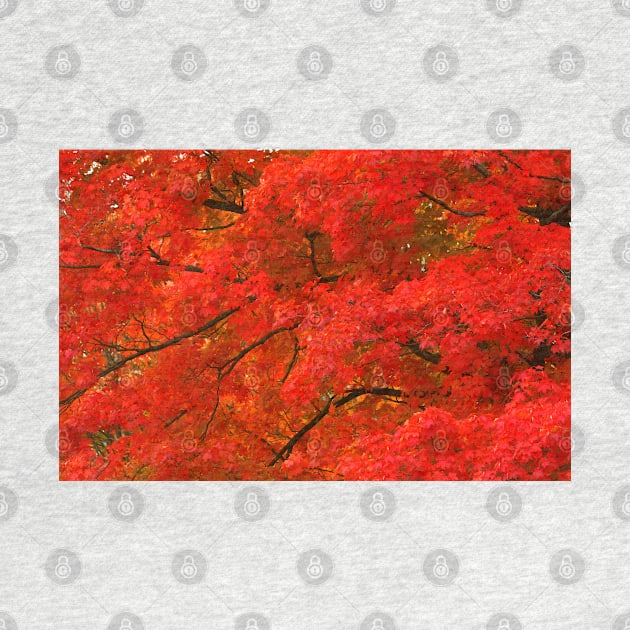Maple Tree in Autumn by Jim Cumming